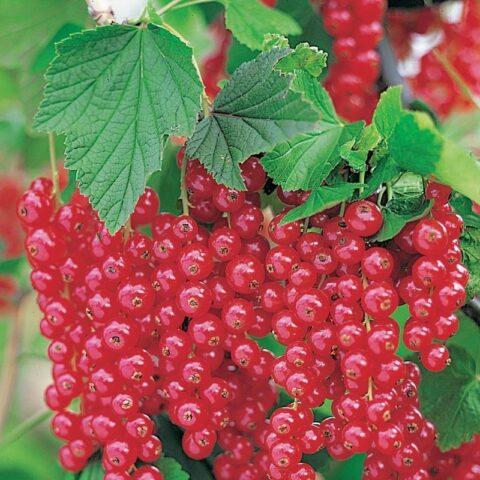 Redcurrant Alpha: description, planting and care