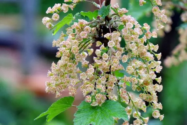 Redcurrant Alpha: description, planting and care