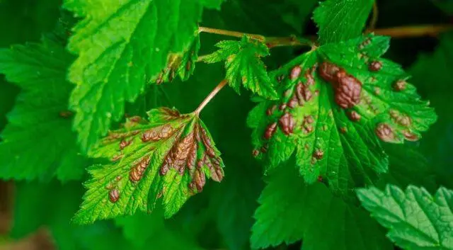 Redcurrant Alpha: description, planting and care