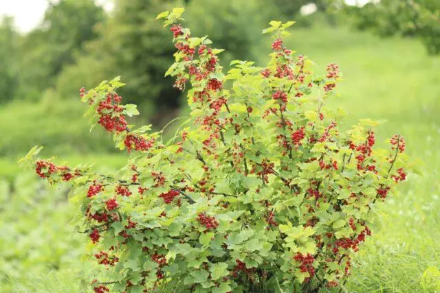 Redcurrant Alpha: description, planting and care