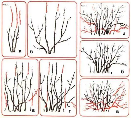 Redcurrant Alpha: description, planting and care