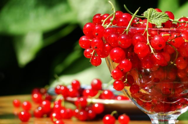 Redcurrant compote: for the winter, for every day, benefits and harms, calories