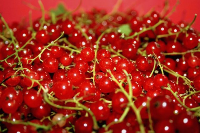 Redcurrant compote: for the winter, for every day, benefits and harms, calories