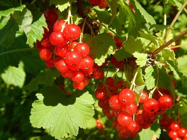 Redcurrant Dream: description, planting and care