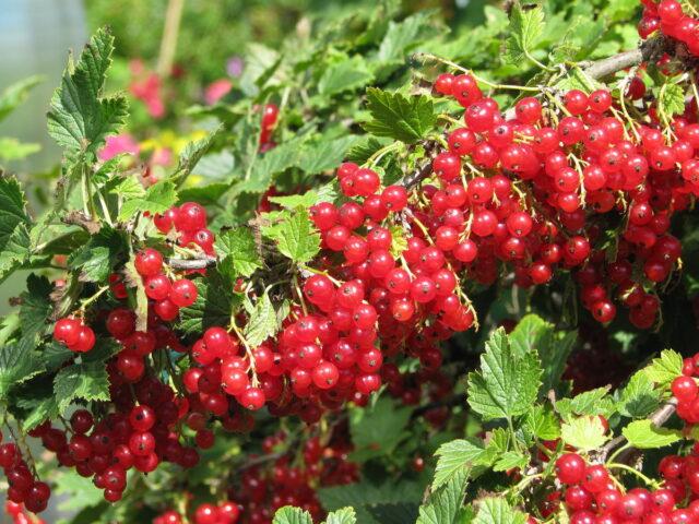 Redcurrant Dream: description, planting and care