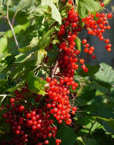 Redcurrant Dream: description, planting and care