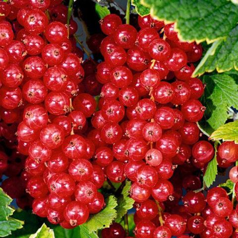 Redcurrant Dream: description, planting and care