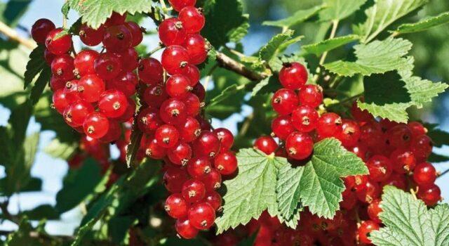 Redcurrant Dream: description, planting and care