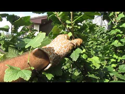 Redcurrant Dream: description, planting and care