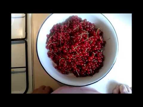 Redcurrant for the winter: simple recipes at home