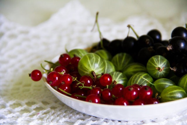 Redcurrant for the winter: simple recipes at home