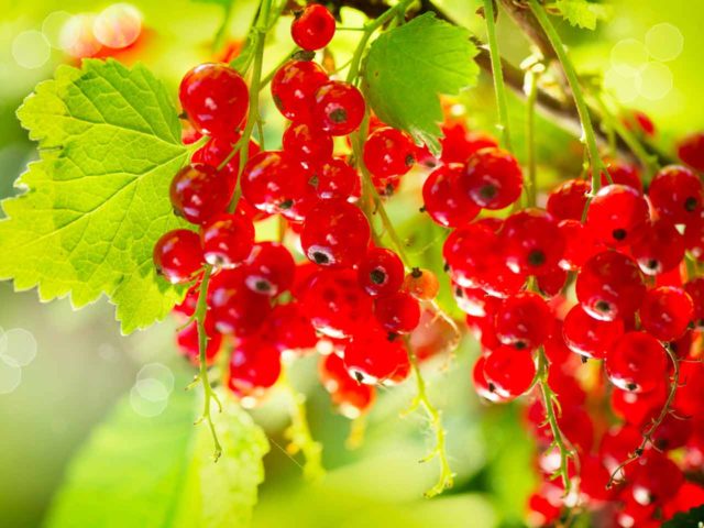 Redcurrant jam recipes: thick, with blueberries, apricots, lemon