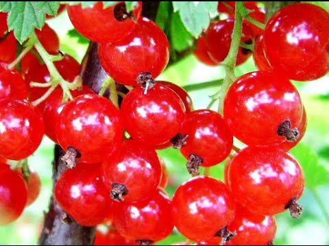 Redcurrant jelly: through a juicer, juicer