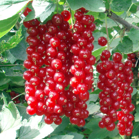 Redcurrant Jonker Van Tets