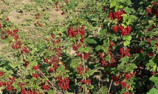 Redcurrant Jonker Van Tets