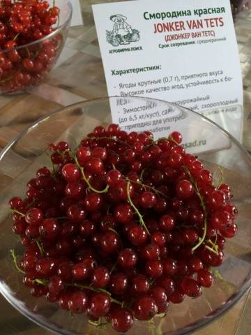 Redcurrant Jonker Van Tets