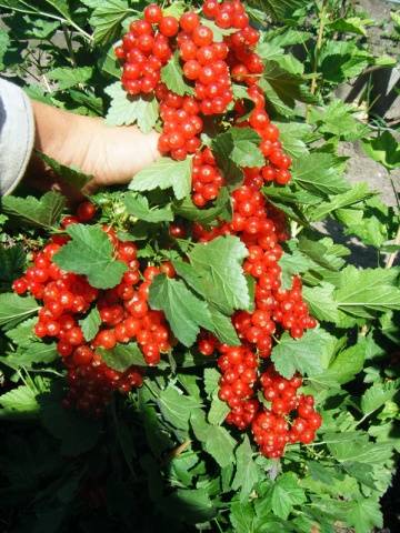 Redcurrant Jonker Van Tets