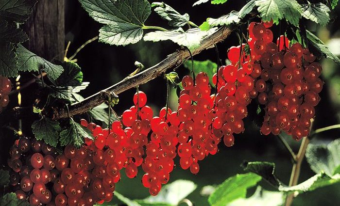 Redcurrant Jonker Van Tets