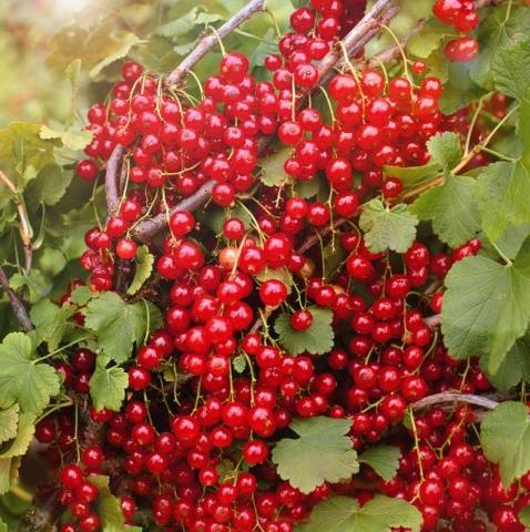 Redcurrant Natalie