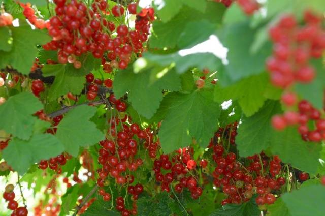 Redcurrant Natalie