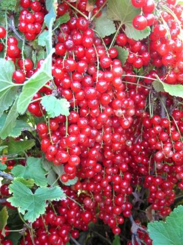 Redcurrant Natalie