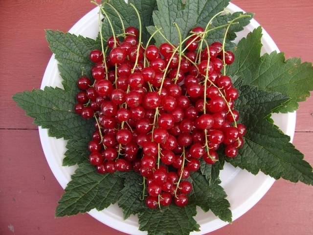 Redcurrant Natalie