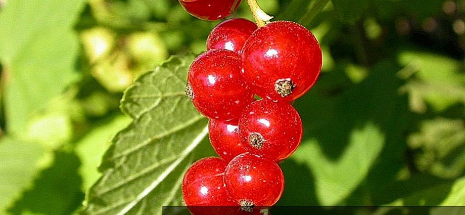 Redcurrant Natalie