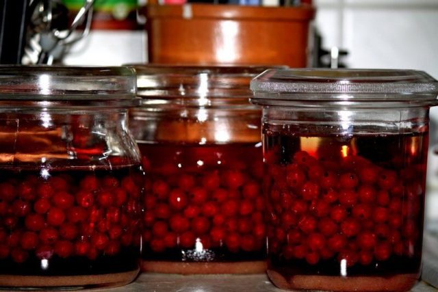 Redcurrant pouring at home