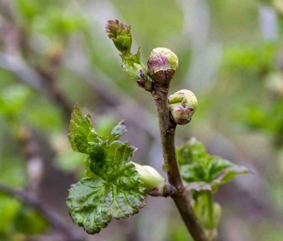 Redcurrant pruning in autumn