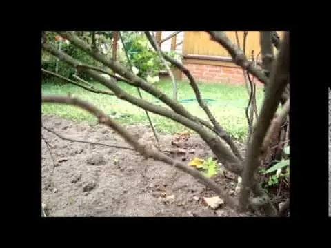 Redcurrant pruning in autumn