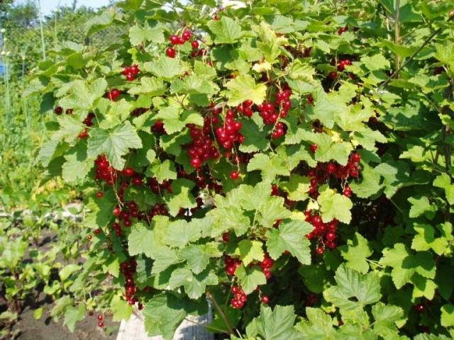 Redcurrant pruning in autumn