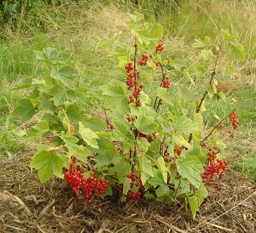 Redcurrant pruning in autumn