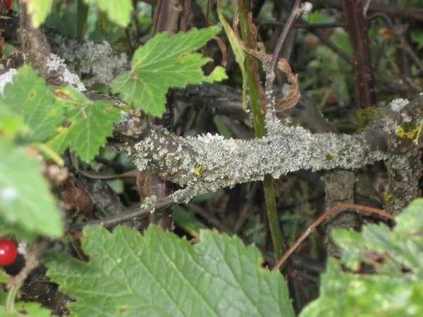 Redcurrant pruning in autumn