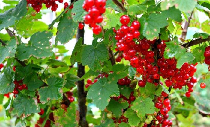 Redcurrant pruning in autumn