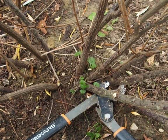 Redcurrant pruning in autumn