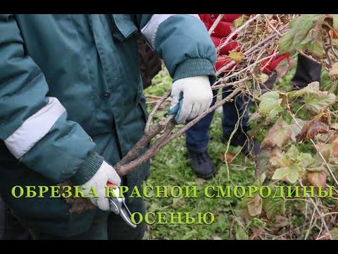 Redcurrant pruning in autumn