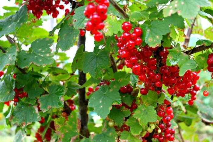 Redcurrant pruning in autumn