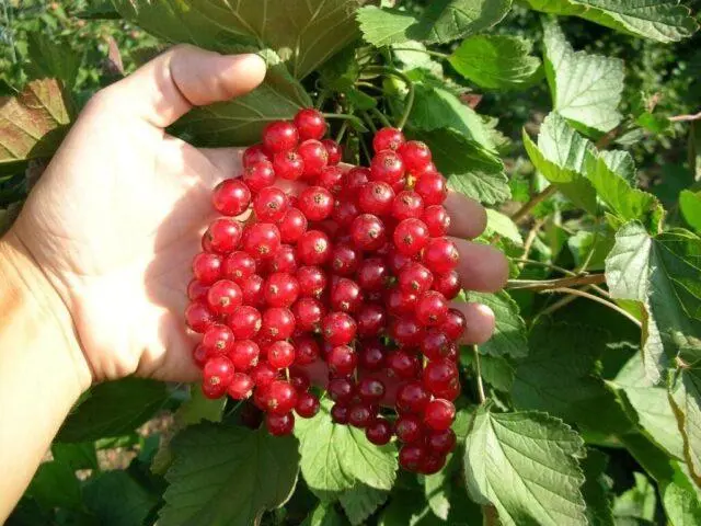 Redcurrant Radiant: description, planting and care