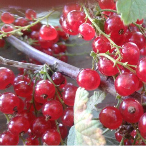 Redcurrant Radiant: description, planting and care