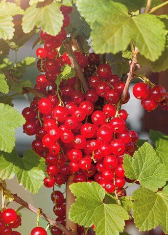 Redcurrant Radiant: description, planting and care