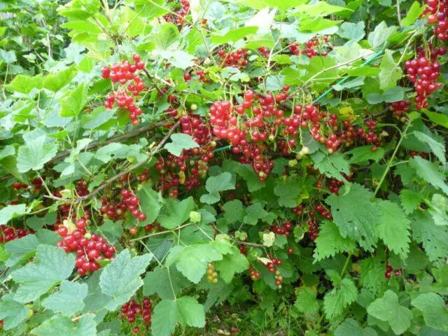 Redcurrant Radiant: description, planting and care