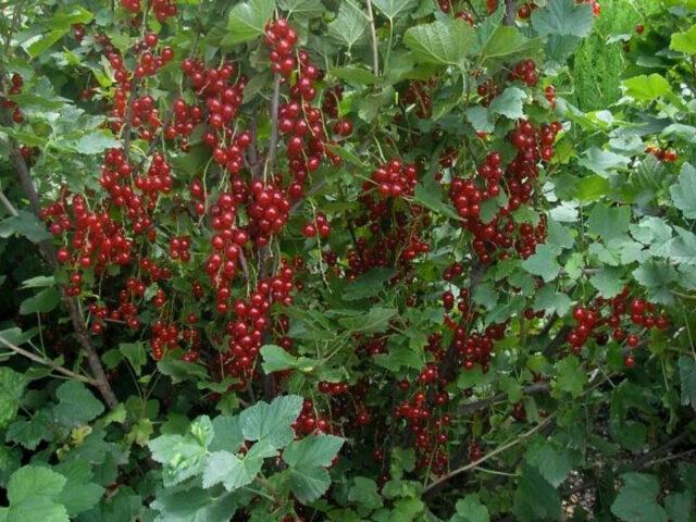 Redcurrant Rondom (Rondom): description, planting and care