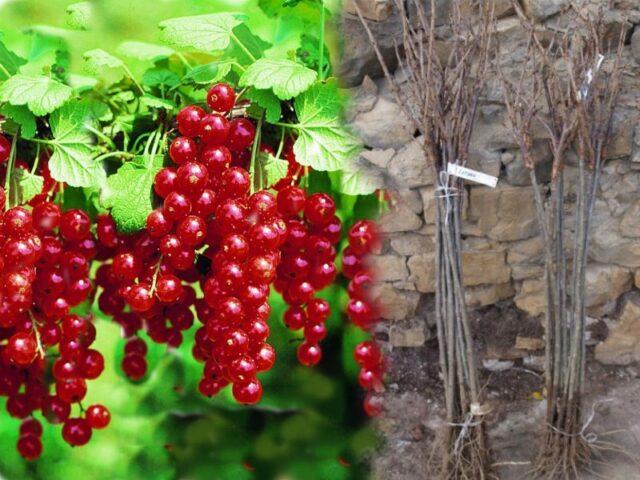 Redcurrant Rondom (Rondom): description, planting and care