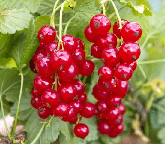 Redcurrant Rondom (Rondom): description, planting and care