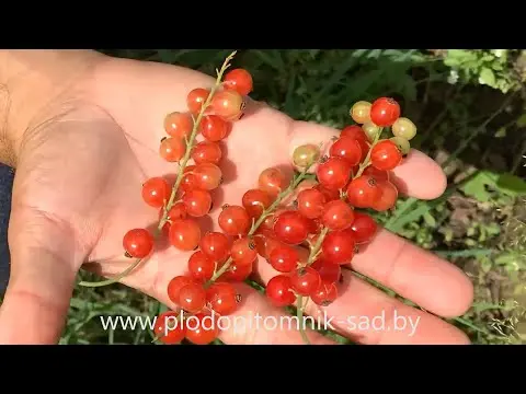 Redcurrant Rondom (Rondom): description, planting and care