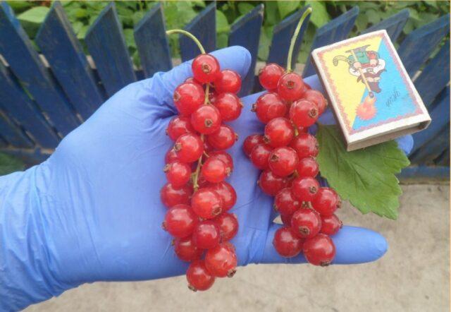 Redcurrant Rondom (Rondom): description, planting and care