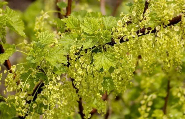 Redcurrant Rondom (Rondom): description, planting and care