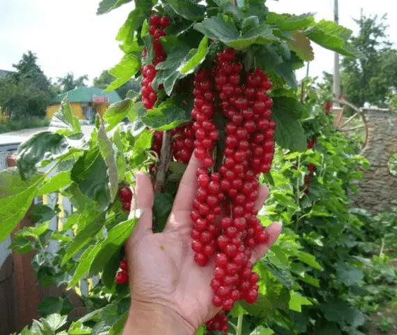 Redcurrant Rondom (Rondom): description, planting and care