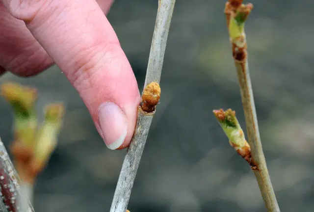 Redcurrant Rondom (Rondom): description, planting and care