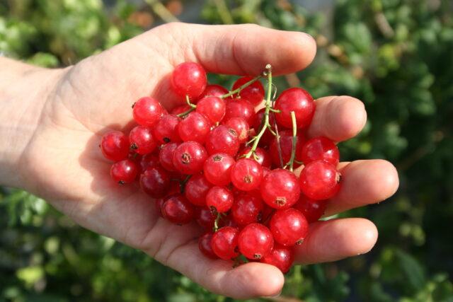 Redcurrant Rosetta (Rosita): description, planting and care